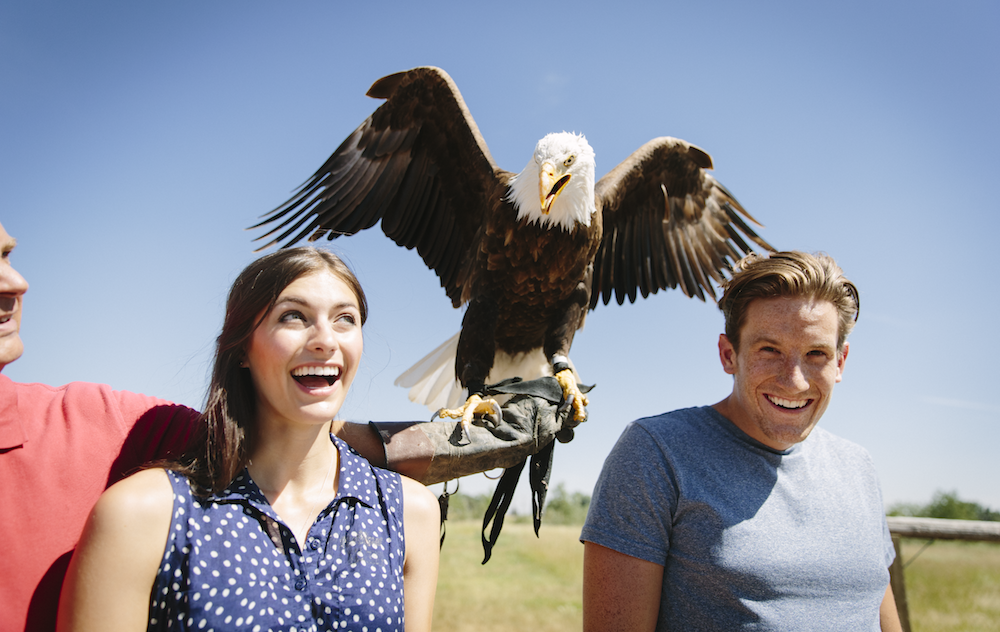 Alberta Birds of Prey Centre in Coaldale, Alberta